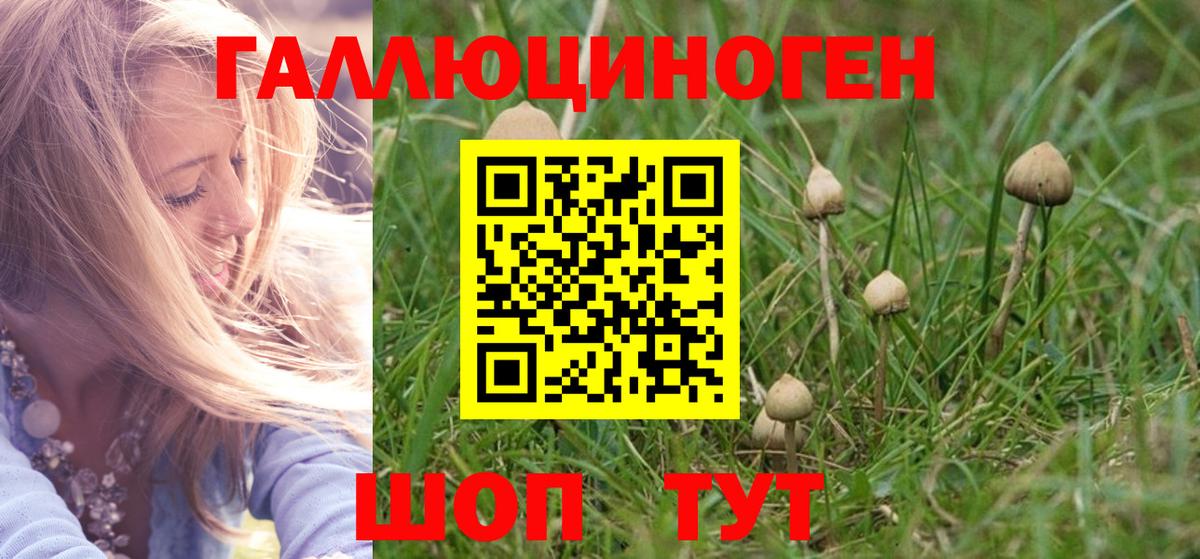 Брянск  Псилоцибиновые грибы GOLDEN TEACHER  Вход с VPN 